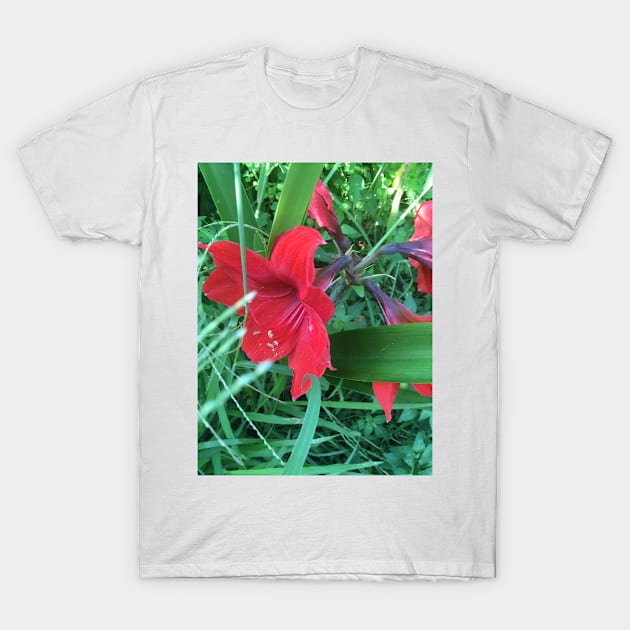 Amaryllis Surprise T-Shirt by Amanda1775